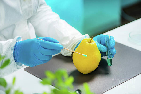 Food Safety Art Print featuring the photograph Biologist Testing Quince For Pesticides by Microgen Images/science Photo Library