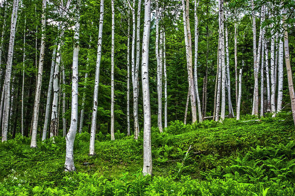 Tree Art Print featuring the photograph Birch Stand by Ray Silva