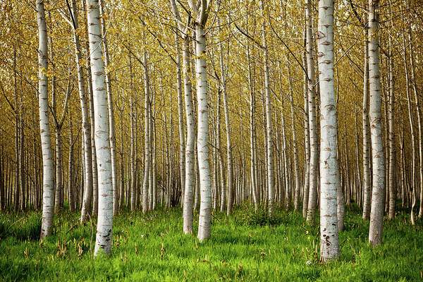 Outdoors Art Print featuring the photograph Birch Trees by Andipantz