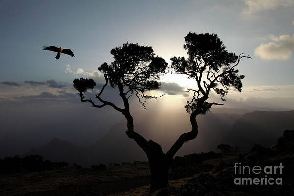 Scenics Art Print featuring the photograph Bird Of Prey At Sunrise, Simien by Tim E White