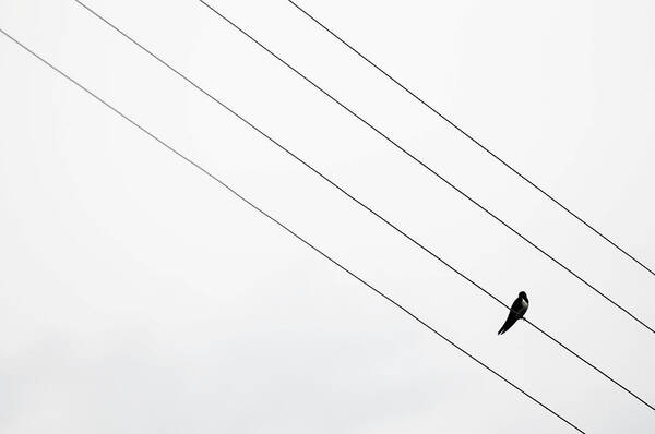 Animal Themes Art Print featuring the photograph Bird On A Wire by Copyrights By Sigfrid López