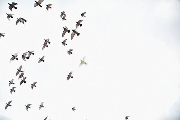 Mid-air Art Print featuring the photograph Birds In The Sky by Oliver Rossi