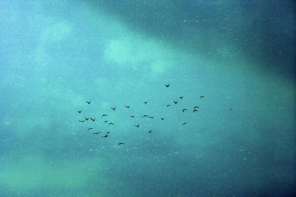 Taiwan Art Print featuring the photograph Birds In The Sky by Photography By Bert.design