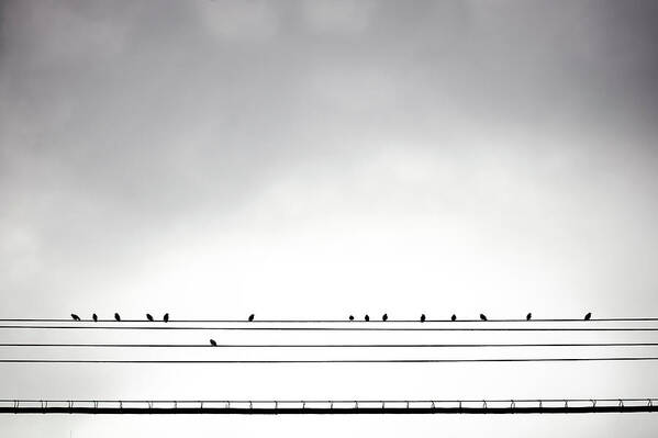 In A Row Art Print featuring the photograph Birds On A Midwood Wire by Joseph O. Holmes / Portfolio.streetnine.com