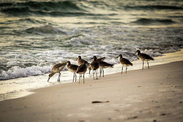 Florida Art Print featuring the photograph Birds on the Beach by Doug Camara