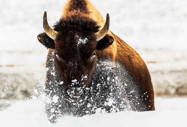 Bison Art Print featuring the photograph Bison In Action by David Hua