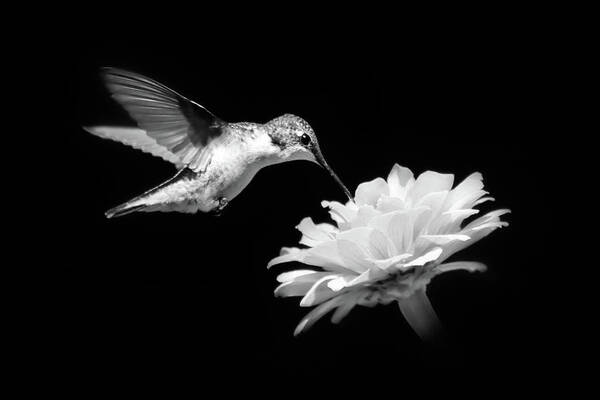 Hummingbird Art Print featuring the photograph Black and White Hummingbird and Flower by Christina Rollo
