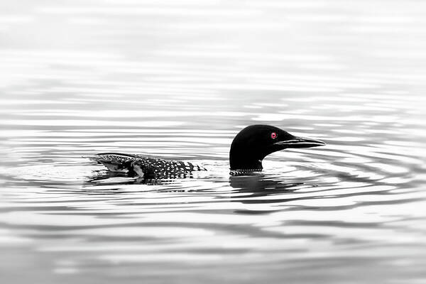 Loon Art Print featuring the photograph Black And White Loon by Christina Rollo