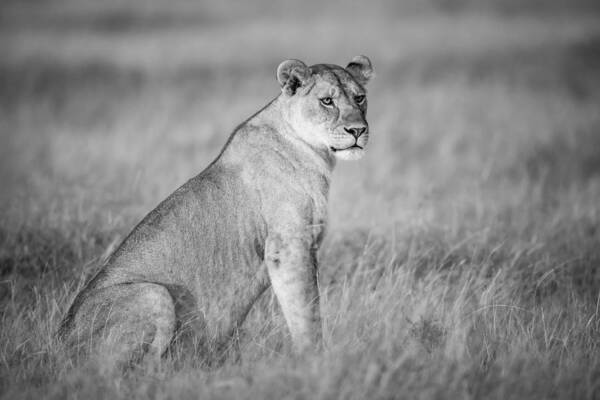Blackandwhite Art Print featuring the photograph Black And White Portrait Of A Lioness by Nick Dale