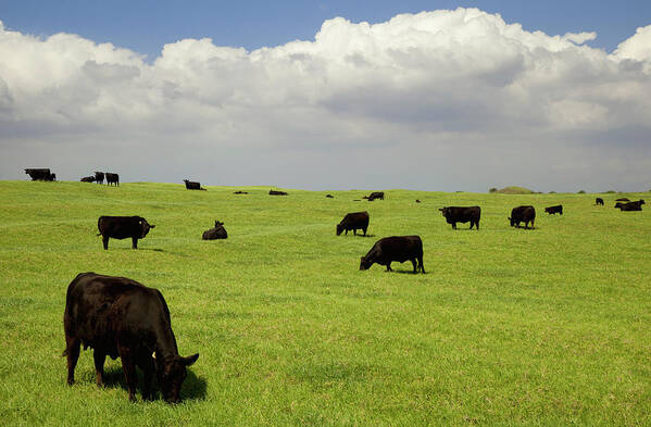 South Point Art Print featuring the photograph Black Angus Cows Grazing In Open Pasture by Timothy Hearsum