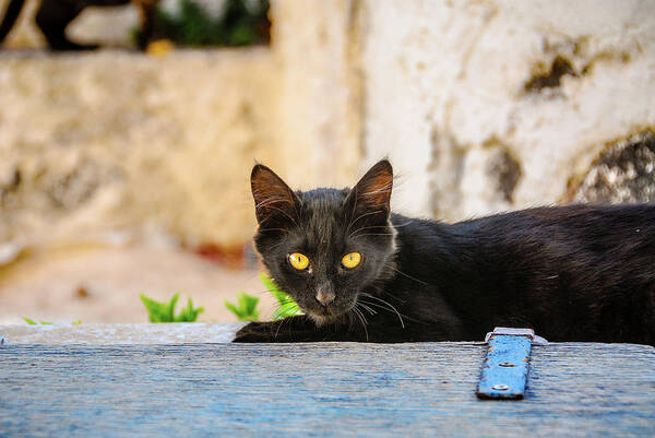 Greece Art Print featuring the photograph Black Cat by Tito Slack