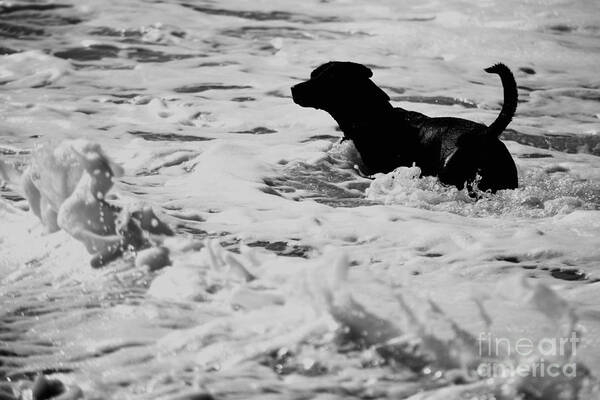 Dog Art Print featuring the photograph Surfer's Black Dog by Debra Banks