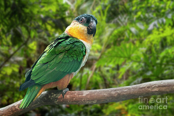 Black-headed Parrot Art Print featuring the photograph Black-headed Parrot by Arterra Picture Library