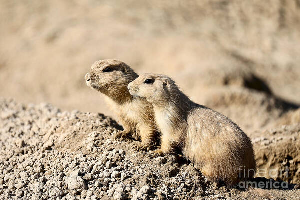 Black-tailed Prairie Dog Art Print featuring the photograph Black-Tailed Prairie Dogs by Rachel Morrison