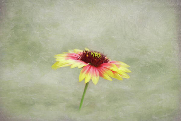 Blanket Flower Art Print featuring the photograph Blanket Flower Beauty by Kim Hojnacki