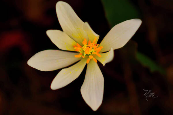 Macro Photography Art Print featuring the photograph Bloodroot by Meta Gatschenberger