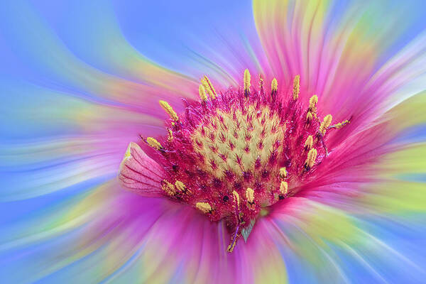 Macro Art Print featuring the photograph Bloom by Grace Su