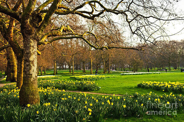 Britain Art Print featuring the photograph Blooming Daffodils In St Jamess Park by Elena Elisseeva