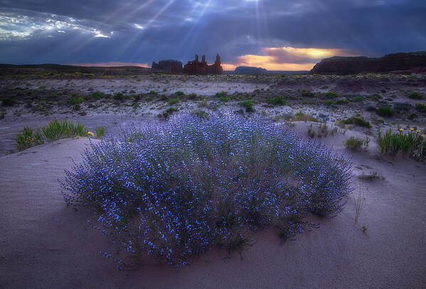 Light Rays Art Print featuring the photograph Blooming In The Desert by Mei Xu