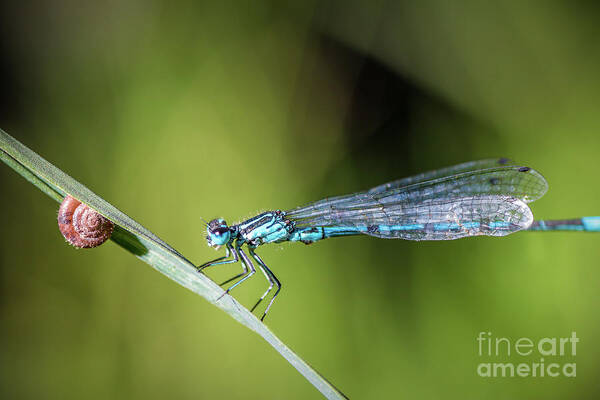 Dragonfly Art Print featuring the photograph Blue Dragonfly insect perched on herb with small snail by Gregory DUBUS