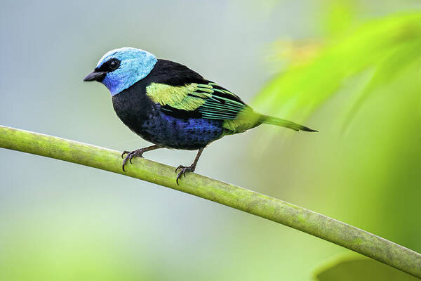 Colombia Art Print featuring the photograph Blue Necked Tanager Orquideas del Tolima Ibague Colombia by Adam Rainoff