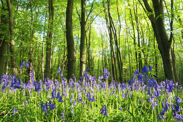 Tranquility Art Print featuring the photograph Bluebells In Beech Woods by James Warwick