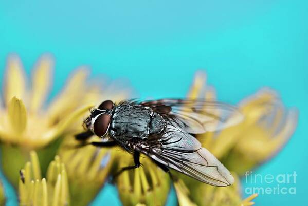 Calliphora Erythrocephala Art Print featuring the photograph Bluebottle Fly by Ian Gowland/science Photo Library