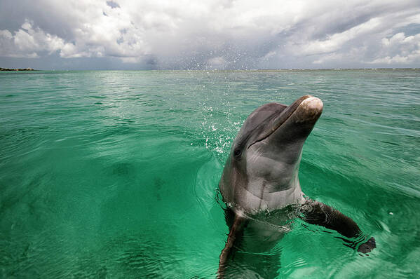 Scenics Art Print featuring the photograph Bottlenose Dolphin In Shallow Water by Mike Hill