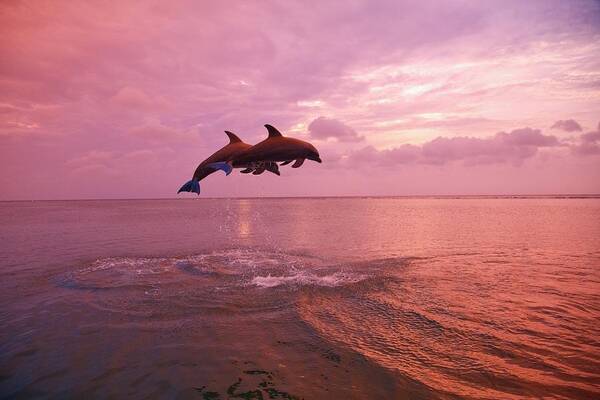 Bay Islands Art Print featuring the photograph Bottlenose Dolphins Tursiops Truncatus by Design Pics / Stuart Westmorland