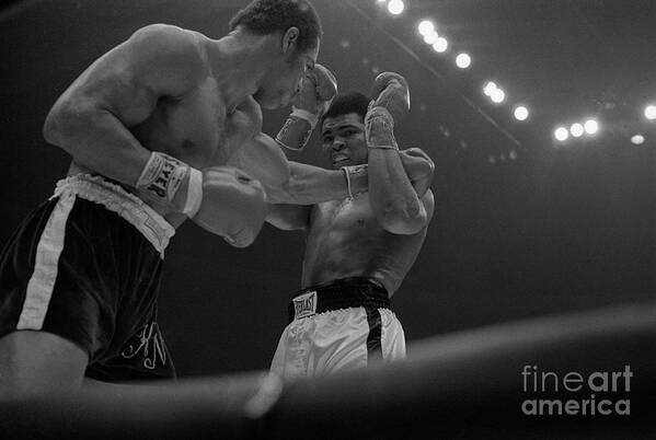 People Art Print featuring the photograph Boxers Muhammed Ali And Ken Norton by Bettmann