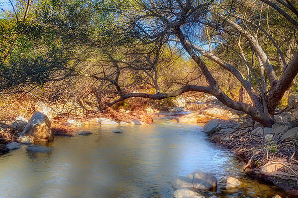Stream Art Print featuring the photograph Branch Out by Alison Frank