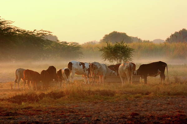 Dawn Art Print featuring the photograph Breakfast Time by Amir Mukhtar