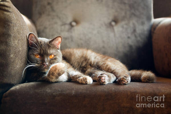 Fur Art Print featuring the photograph British Cat At Home by Nina Anna