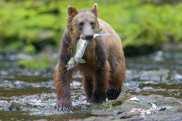 Brown Bear Art Print featuring the photograph Brown Bear And Sockeye Salmon, Alaska by Paul Souders