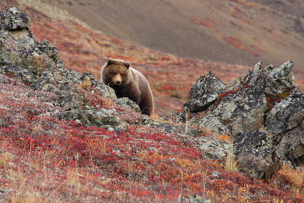 Brown Bear Art Print featuring the photograph Brown Bear by Image Courtesy Of Jeffrey D. Walters