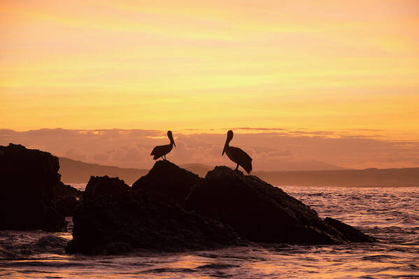 Animal Art Print featuring the photograph Brown Pelicans On Rocky Shore by Tui De Roy