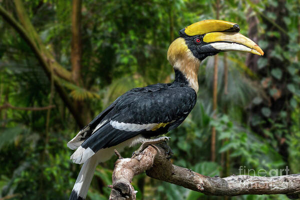 Great Hornbill Art Print featuring the photograph Buceros bicornis by Arterra Picture Library