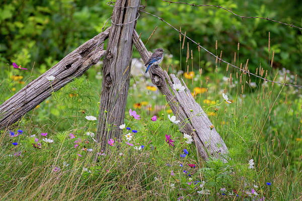 Wildflowers Art Print featuring the photograph Bucolic Bluebird by Bill Wakeley