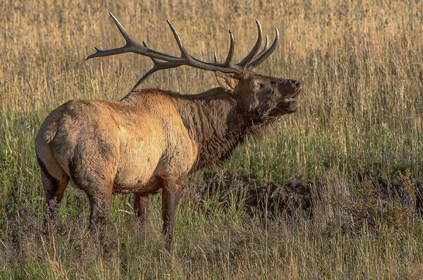 Nature Art Print featuring the photograph Bugling Bull Elk 7777 by Donald Brown