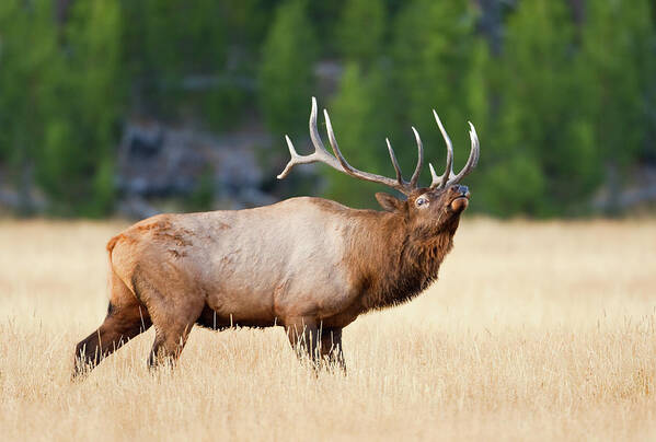 Rutting Art Print featuring the photograph Bull Elk During Fall Rut by Kencanning