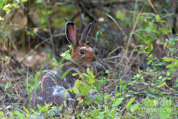 Rabbit Art Print featuring the photograph Bunny in the Wild by Matthew Nelson