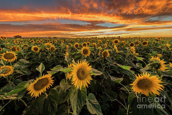 Flowerbed Art Print featuring the photograph Burning Sunset At Sunflowers Farm by Spondylolithesis