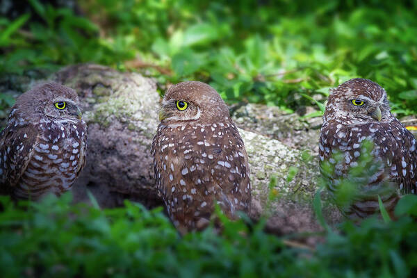 Owl Art Print featuring the photograph Burrowing Owl Family by Mark Andrew Thomas