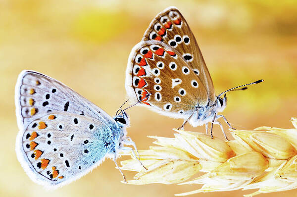 Insect Art Print featuring the photograph Butterflies by Photo By Cuellar