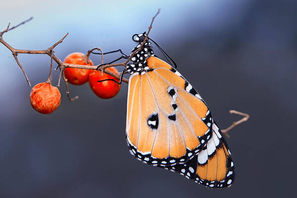 Macro Art Print featuring the photograph Butterfly by Mustafa ztrk