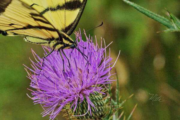 Macro Photography Art Print featuring the photograph Butterfly On Bull Thistle by Meta Gatschenberger
