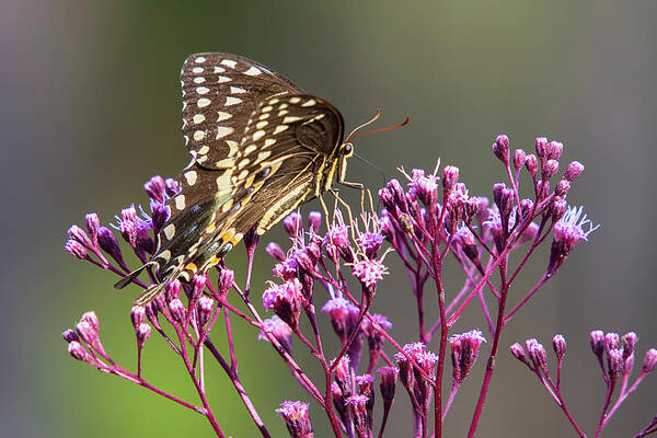 Butterfly Art Print featuring the photograph Butterfly on Wild Flowers by Bob Decker