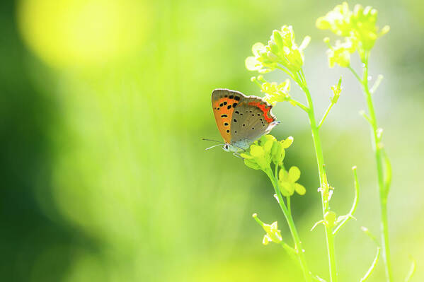 Insect Art Print featuring the photograph Butterfly by Yuji Takahashi