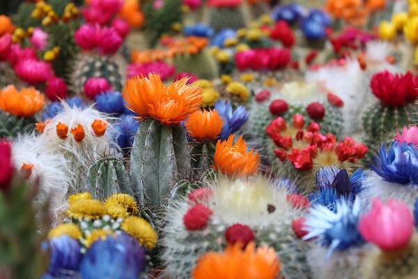 Cute Art Print featuring the photograph Cacti flowers by Top Wallpapers