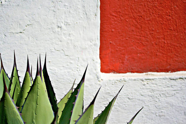 Latin America Art Print featuring the photograph Cactus by Mario A. De Leo Winkler (accrama)